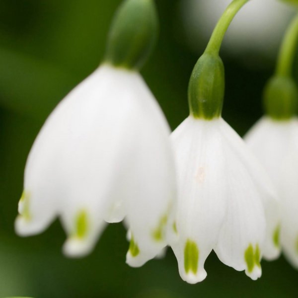 Lily-Of-The-Valley-White-Flowers-Desktop-